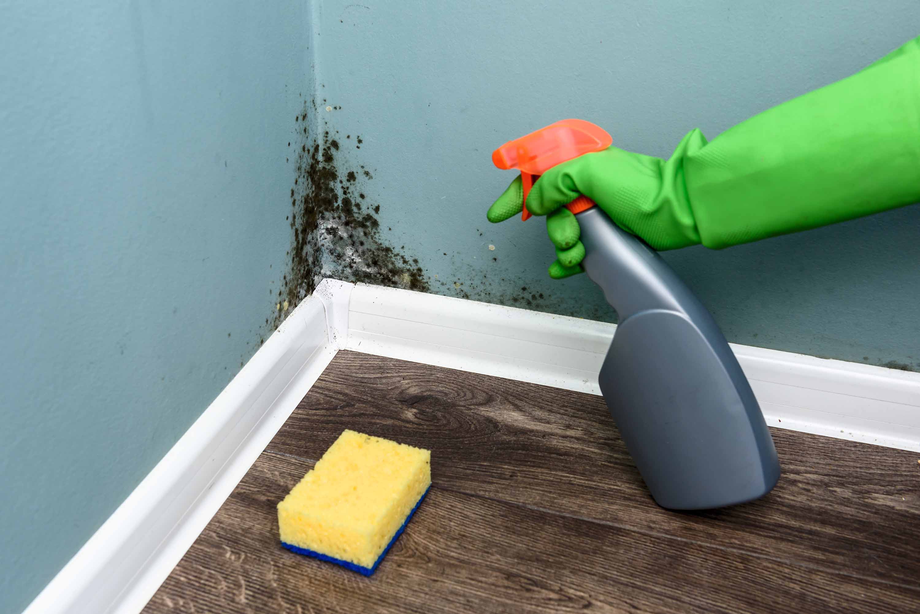 What To Expect From Our House Cleaning Services-Green Leaf Maid Services 